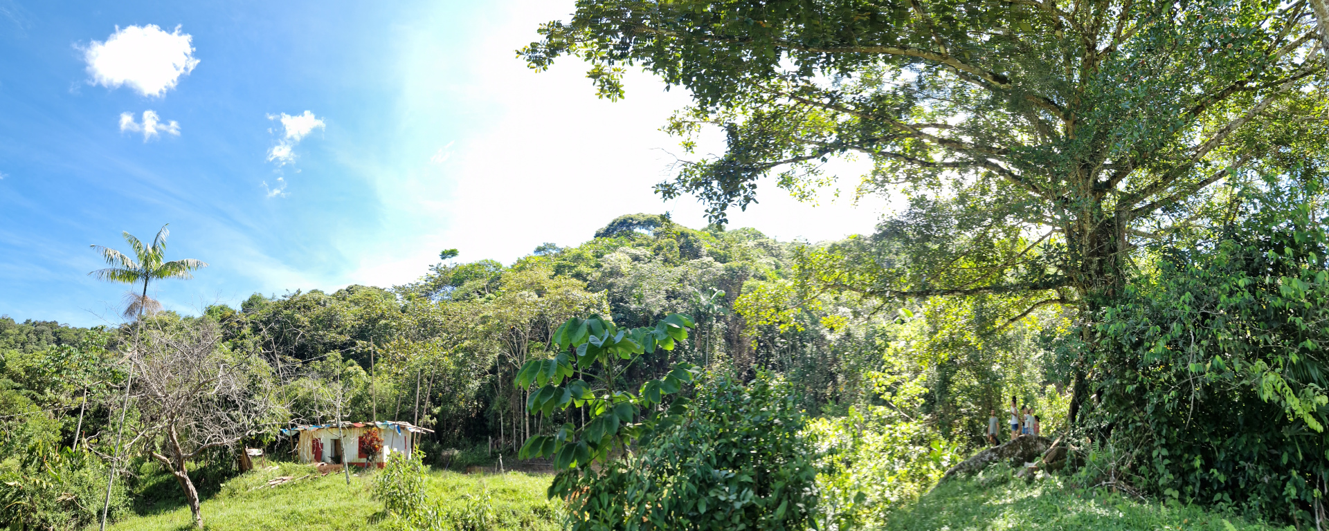 árbol y casa de tapia
